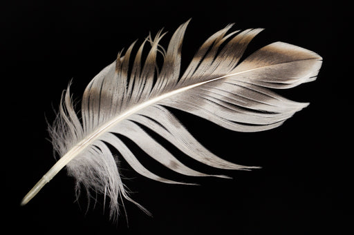 Xiart White feather - ROUGH. interiors